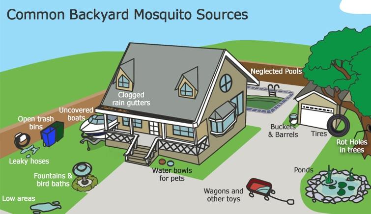 common backyard mosquito sources